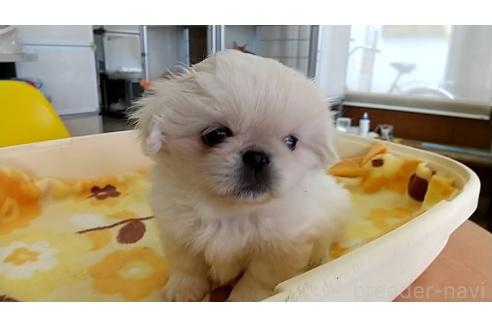 販売中の愛知県のペキニーズ-370099
