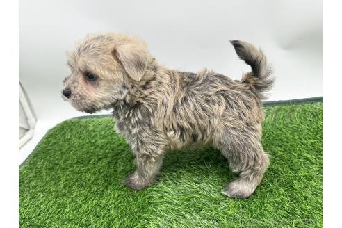 成約済の愛知県のマルシュナ:マルチーズ×ミニチュアシュナウザー-375296の5枚目