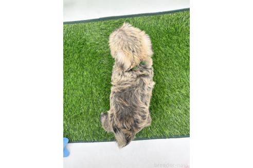 成約済の愛知県のマルシュナ:マルチーズ×ミニチュアシュナウザー-375296の4枚目