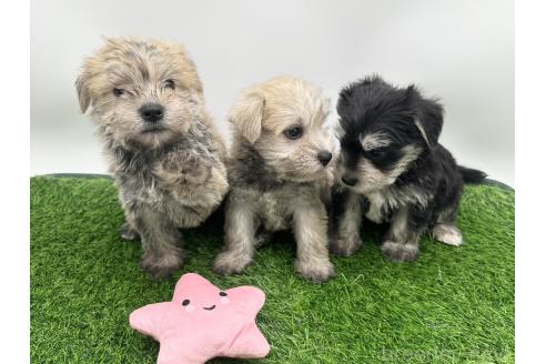 成約済の愛知県のマルシュナ:マルチーズ×ミニチュアシュナウザー-375296の3枚目