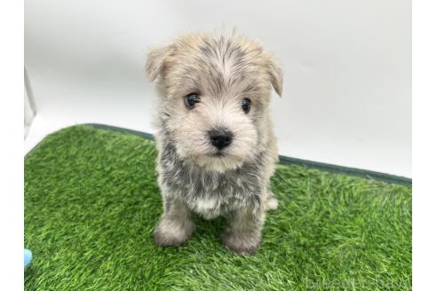 成約済の愛知県のマルシュナ:マルチーズ×ミニチュアシュナウザー-375299