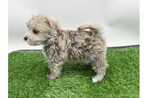 成約済の愛知県のマルシュナ:マルチーズ×ミニチュアシュナウザー-375299の6枚目