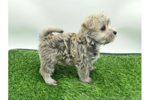 成約済の愛知県のマルシュナ:マルチーズ×ミニチュアシュナウザー-375299の5枚目