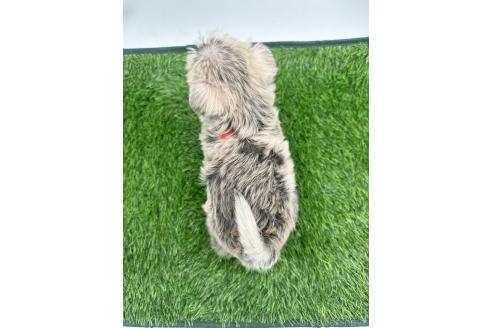 成約済の愛知県のマルシュナ:マルチーズ×ミニチュアシュナウザー-375299の4枚目