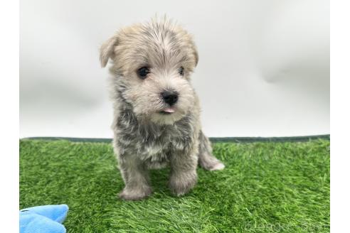 成約済の愛知県のマルシュナ:マルチーズ×ミニチュアシュナウザー-375299の3枚目