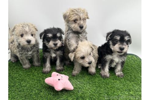 成約済の愛知県のマルシュナ:マルチーズ×ミニチュアシュナウザー-375299の2枚目