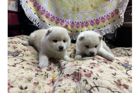 成約済の熊本県の豆柴-375813の3枚目
