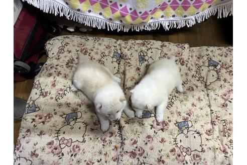 成約済の熊本県の豆柴-375813の2枚目