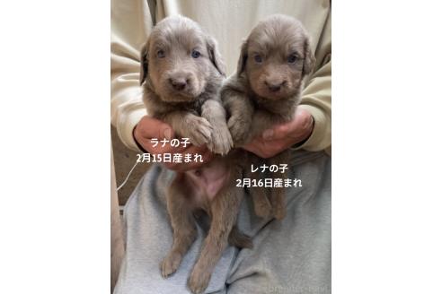 成約済の静岡県のワイマラナー-376933の2枚目