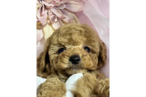 成約済の香川県のトイプードル-372259の1枚目