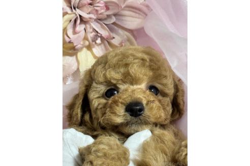 成約済の香川県のトイプードル-372259の10枚目