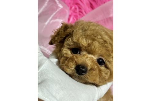 成約済の香川県のトイプードル-372259の6枚目