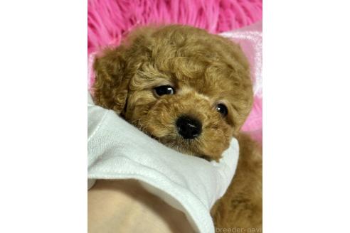 成約済の香川県のトイプードル-372259の5枚目