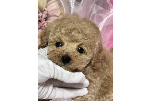 成約済の香川県のトイプードル-372963の4枚目