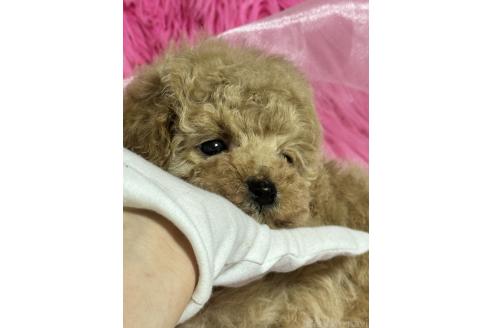 成約済の香川県のトイプードル-372963の3枚目