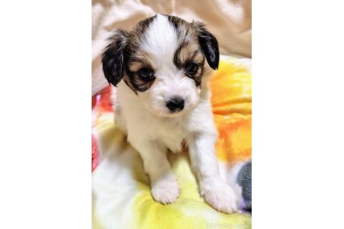 成約済の滋賀県のパピヨン-378251の2枚目