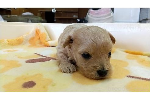 成約済の愛知県のマルプー:マルチーズ×トイプードル-378261の2枚目