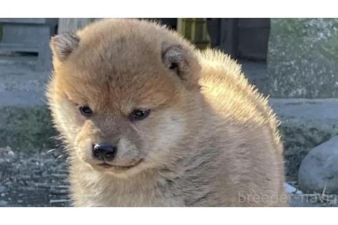 成約済の神奈川県の柴犬-378262の1枚目