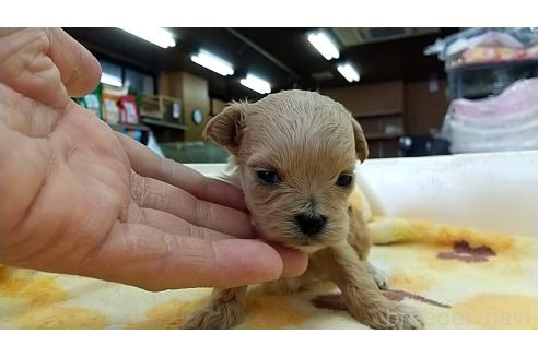 成約済の愛知県のマルプー:マルチーズ×トイプードル-378265の2枚目