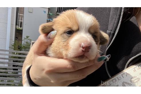 販売中の千葉県のウェルシュコーギーペンブローク-378270