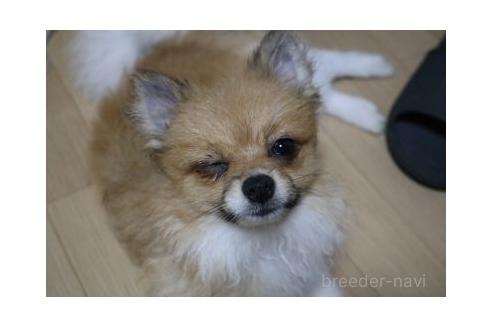 販売中の静岡県のポメラニアン-336623の3枚目