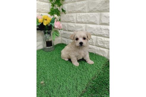 成約済の岡山県のマルプー:マルチーズ×トイプードル-378283の3枚目