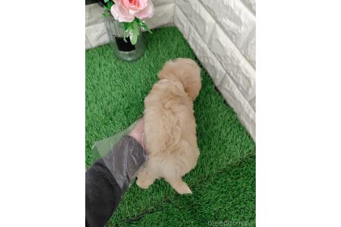 成約済の岡山県のマルプー:マルチーズ×トイプードル-378284の2枚目