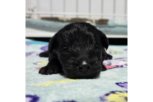 成約済の岡山県のミックス犬-378317の12枚目