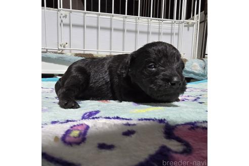 成約済の岡山県のミックス犬-378317の11枚目