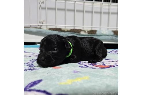 成約済の岡山県のミックス犬-378317の10枚目