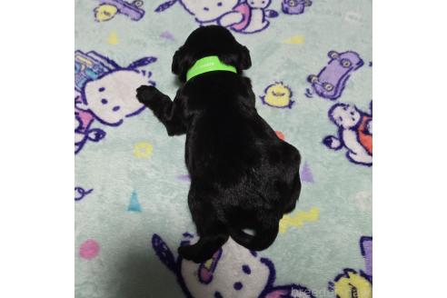 成約済の岡山県のミックス犬-378317の9枚目