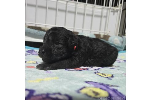 成約済の岡山県のミックス犬-378318の26枚目