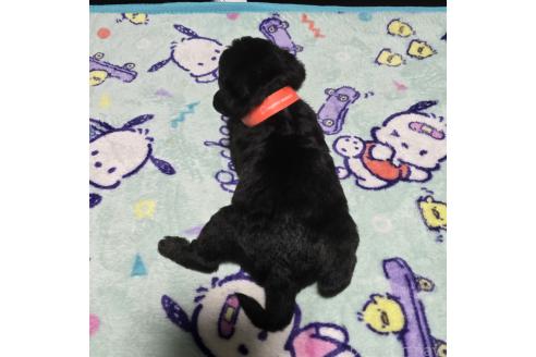 成約済の岡山県のミックス犬-378318の25枚目