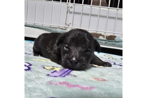 成約済の岡山県のミックス犬-378319の32枚目