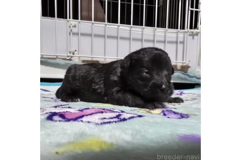 成約済の岡山県のミックス犬-378319の31枚目