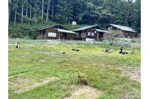 成約済の栃木県のタイニープードル-362378の2枚目