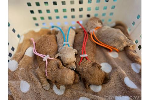 成約済の長野県のトイプードル-378116の12枚目