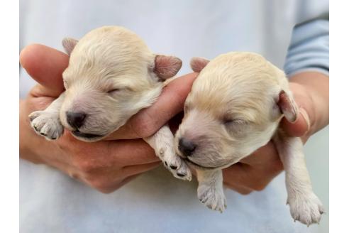 成約済の長野県のトイプードル-378117の4枚目