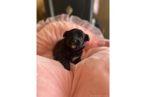 販売中の埼玉県のミックス犬-378120の8枚目