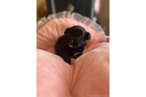 販売中の埼玉県のミックス犬-378120の7枚目