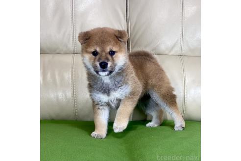 成約済の茨城県の柴犬-374162の1枚目