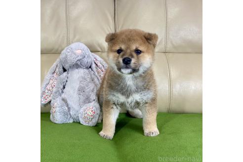 成約済の茨城県の柴犬-374162の6枚目