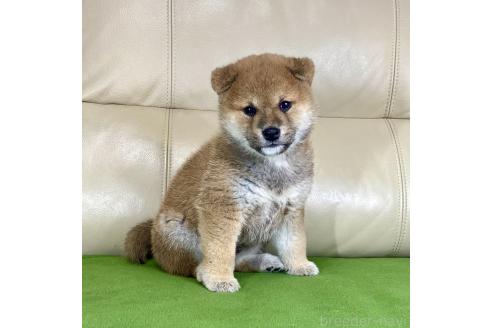 成約済の茨城県の柴犬-374162の5枚目