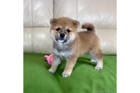 成約済の茨城県の柴犬-374162の4枚目