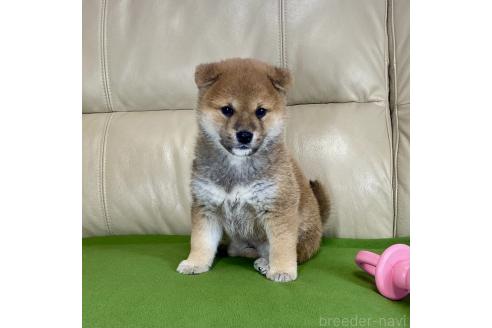 成約済の茨城県の柴犬-374162の3枚目