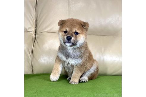 成約済の茨城県の柴犬-374162の2枚目