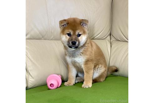 成約済の茨城県の柴犬-374163の5枚目