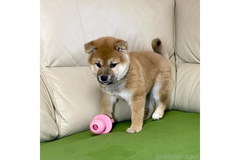 成約済の茨城県の柴犬-374163の2枚目