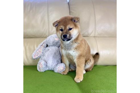 成約済の茨城県の柴犬-374163の1枚目