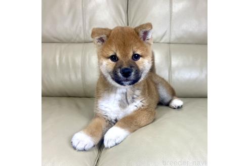 成約済の茨城県の柴犬-374169の8枚目